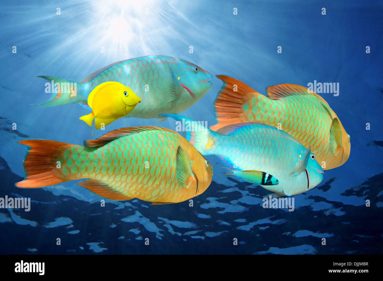 Colorful tropical fish (parrotfish) with sunlight underwater Caribbean sea Stock Photo