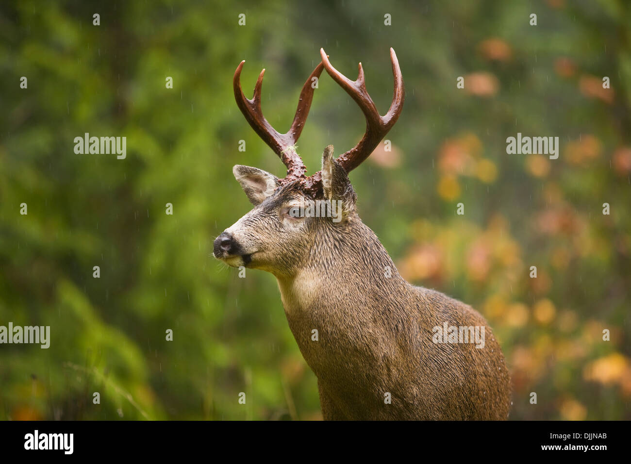 black whitetail deer buck