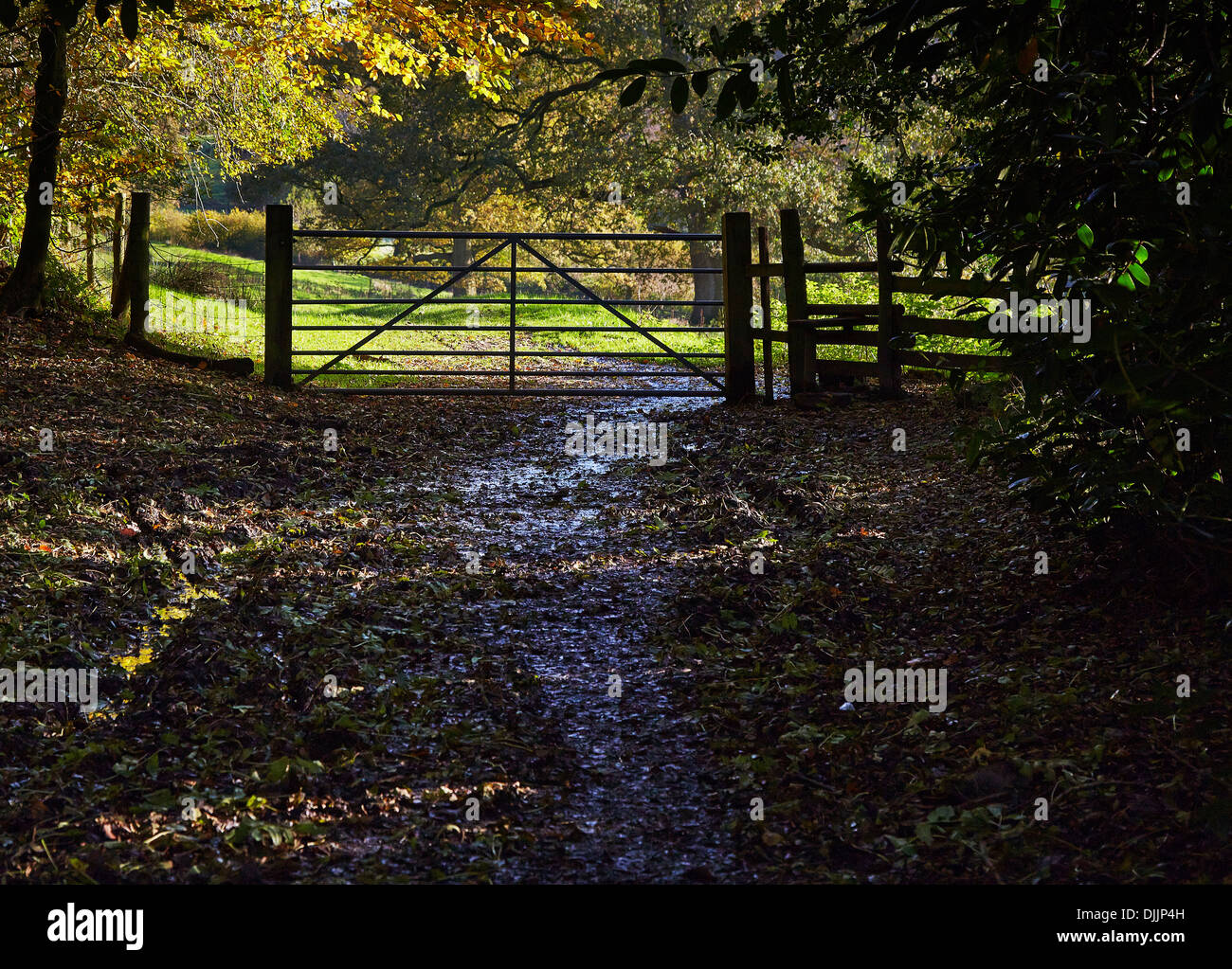 Gate and stile at the entrance to a shady green lane in woodland - Wiltshire England Stock Photo