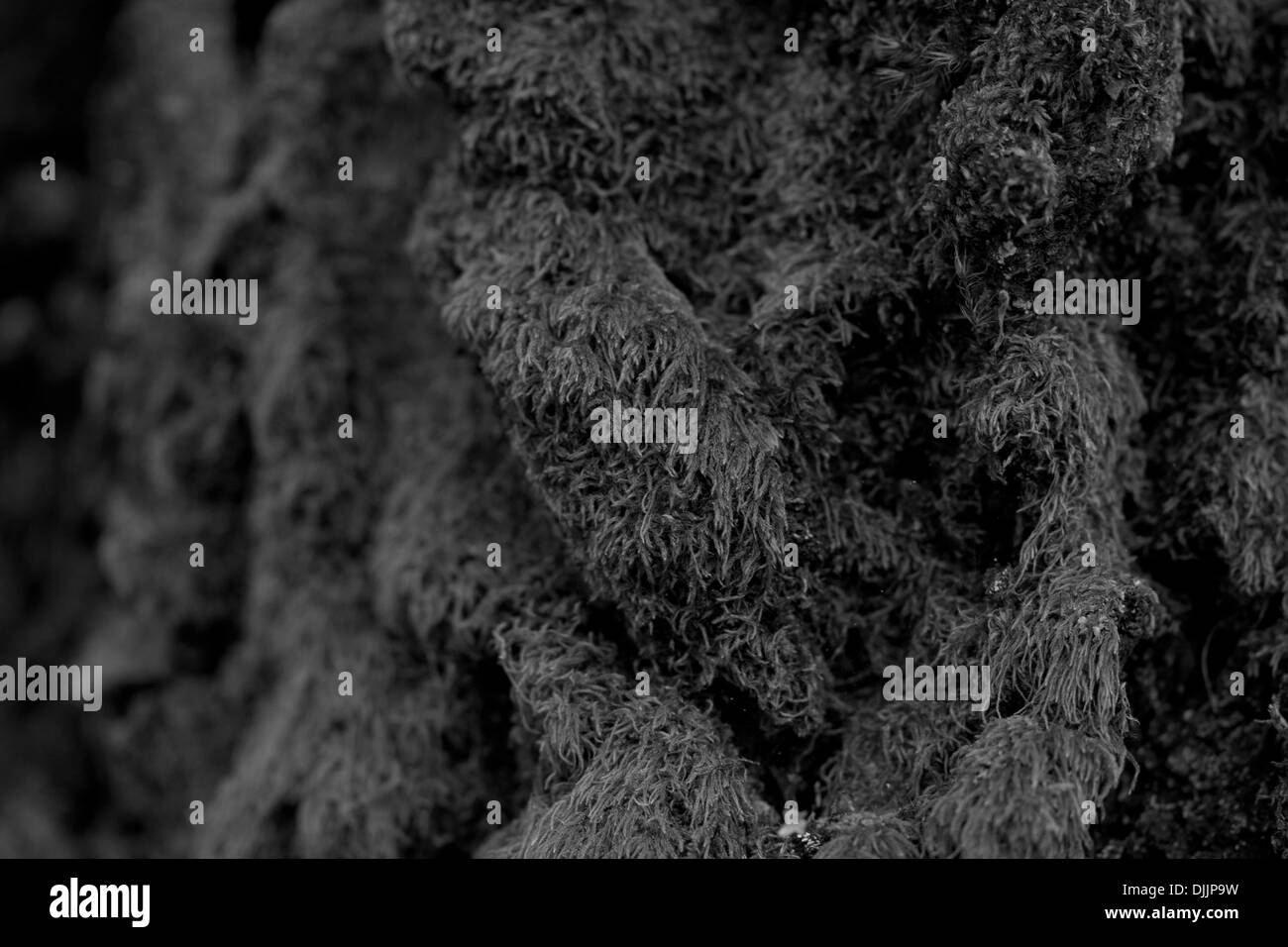 Moss Black and White Stock Photos & Images - Alamy