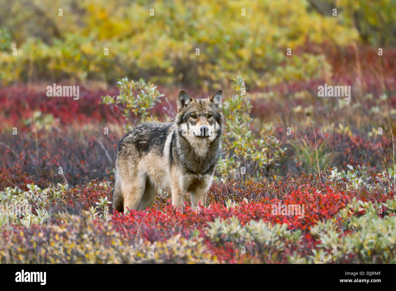 Gray Wolf (Canis Lupus) Walking Along Tundra Ridge Fall, Dwarf Birch (Betula Nana) Bright Red, Willows (Salix Sp.) Golden Stock Photo
