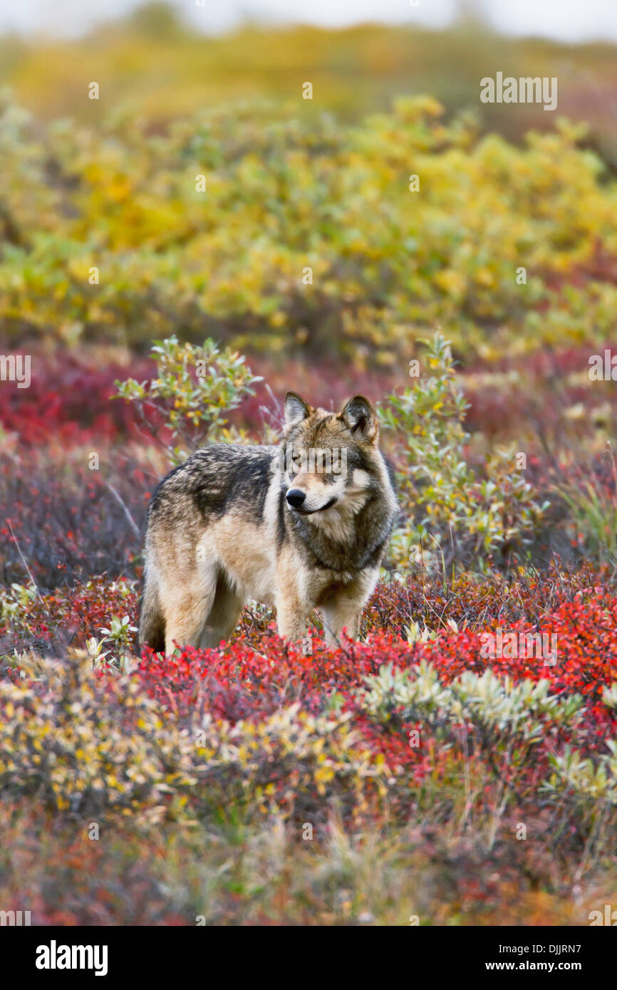 Gray Wolf (Canis Lupus) Walking Along Tundra Ridge Fall, Dwarf Birch (Betula Nana) Bright Red, Willows (Salix Sp.) Golden Stock Photo