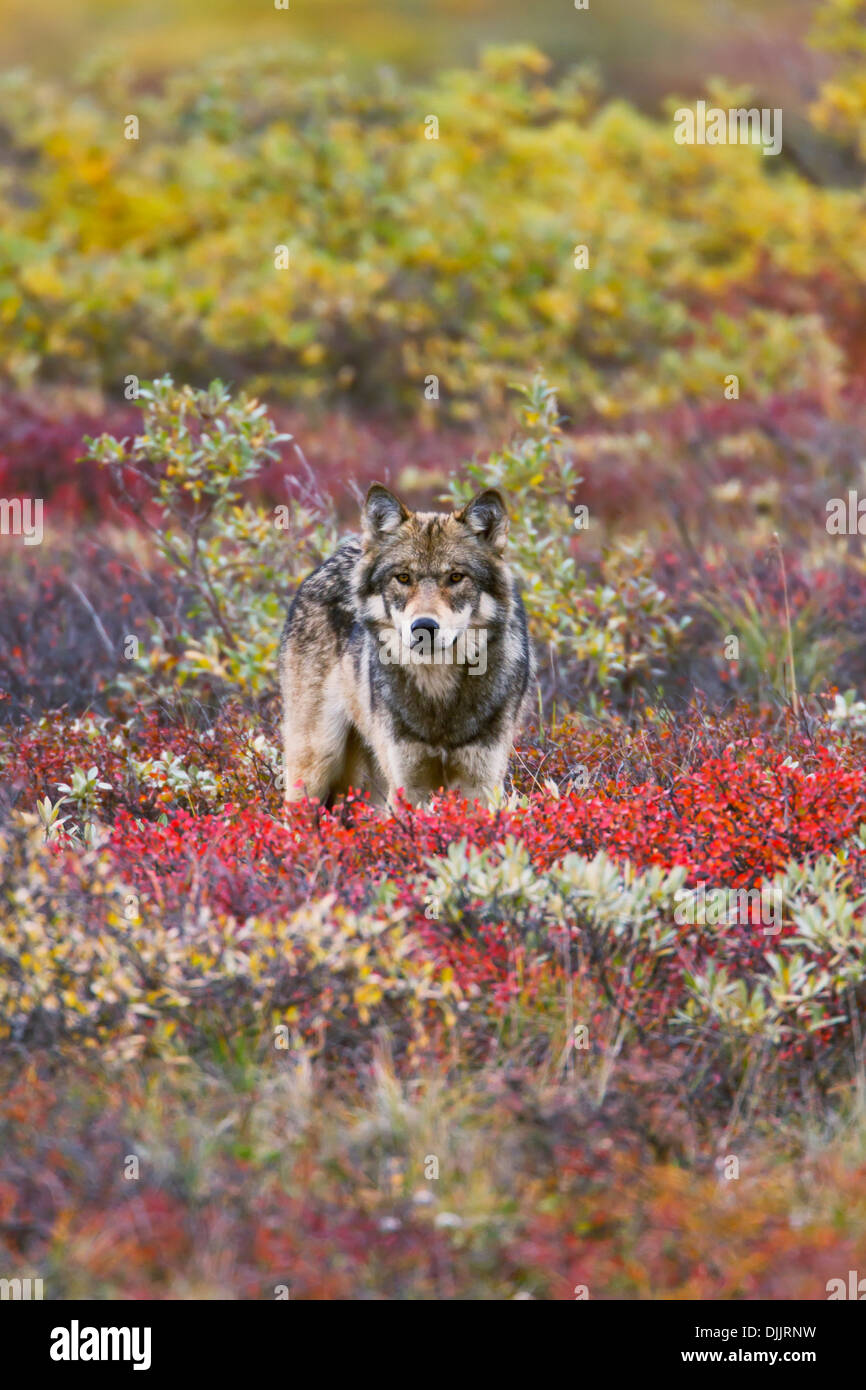 Gray Wolf (Canis Lupus) Standing On Tundra Fall, Dwarf Birch (Betula Nana) Bright Red, Willows (Salix Sp.) Golden. Alaska Stock Photo