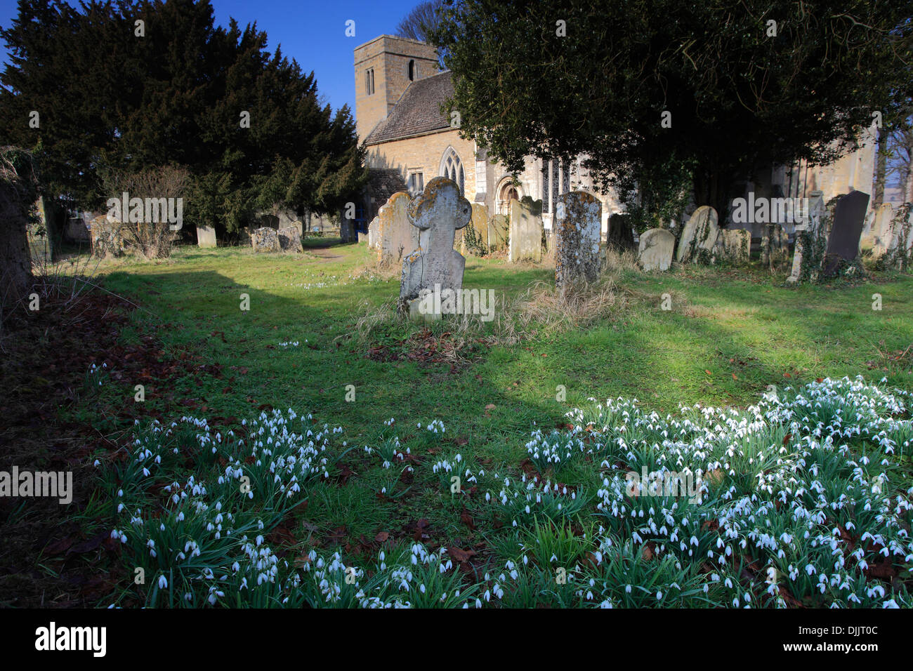 Snowdrop flowers, Holy Trinity parish church, Blatherwycke village, river Welland Valley, Northamptonshire county, England; Brit Stock Photo