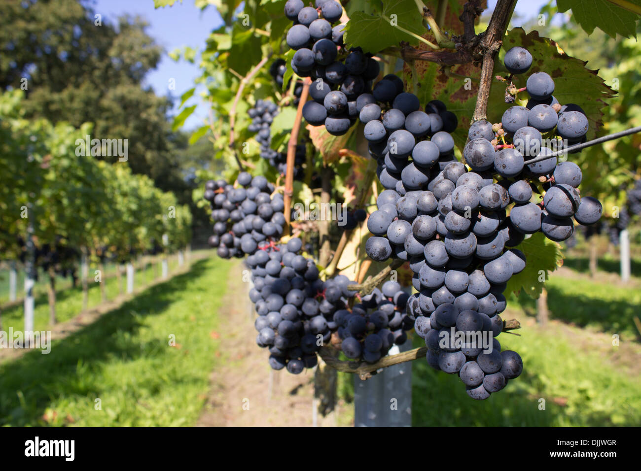 Bunches of blue grapes with path Stock Photo