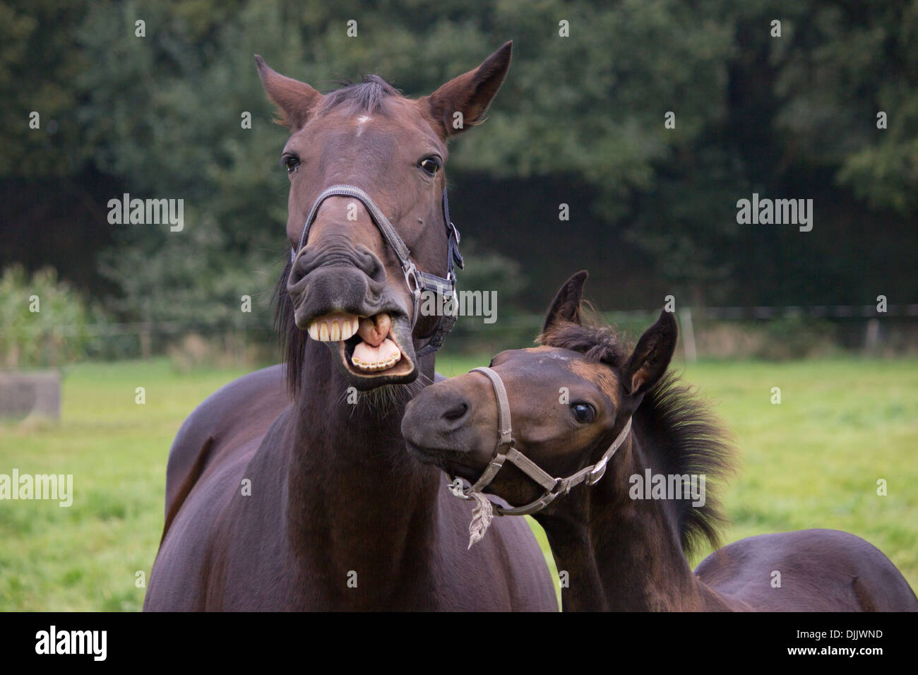 лошадь говорит. скажи кобыла. скажи кобыла. скажи кобыла. лошадь разговаривает.