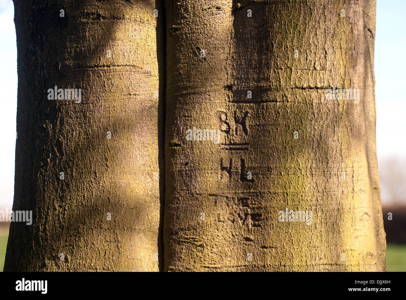 Initials carved in tree trunk / Declaration of love Stock Photo