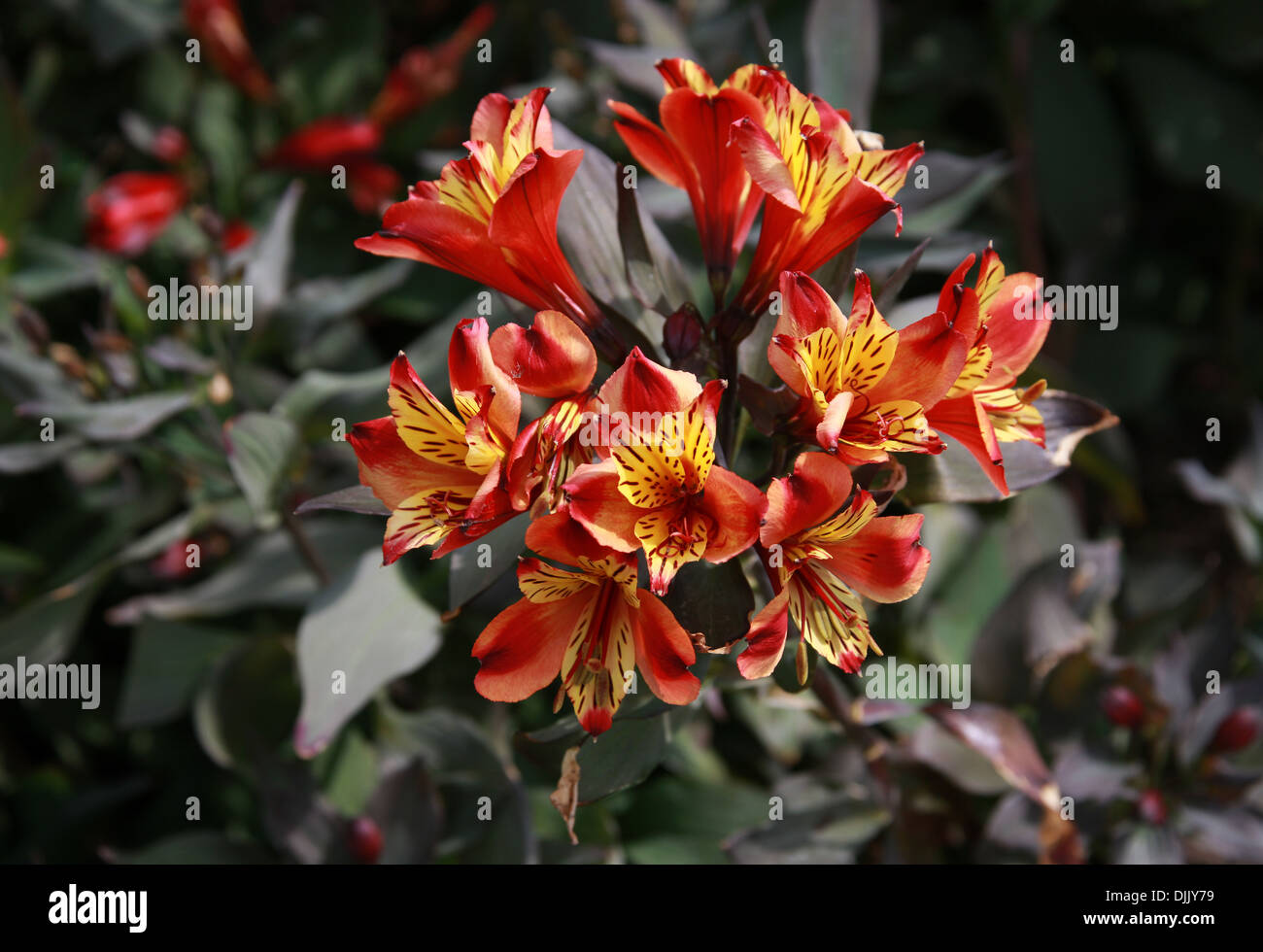 Peruvian Lily or Lily of the Incas, Alstroemeria Indian Summer 'Tesronto', Alstroemeriaceae. Stock Photo