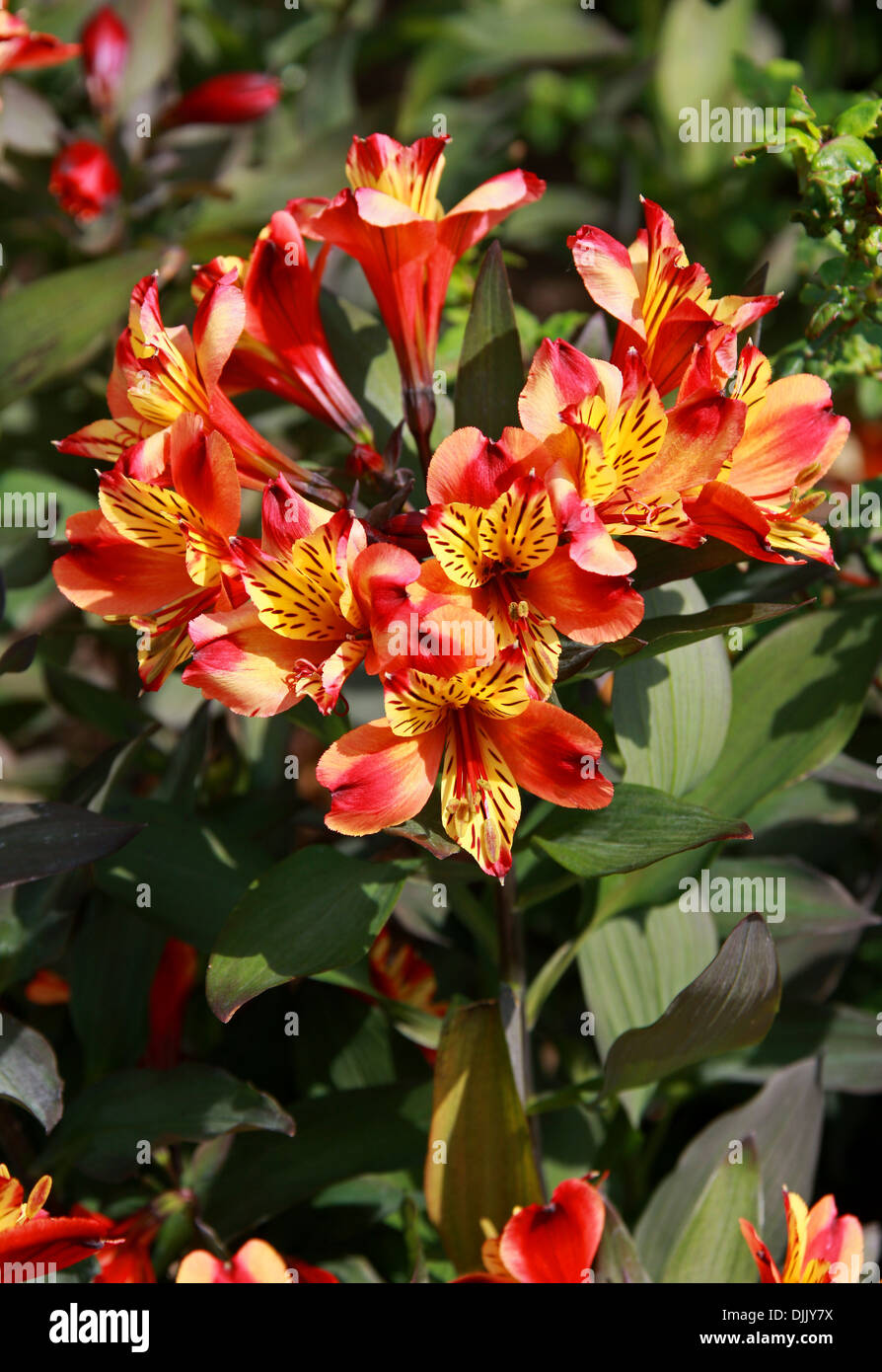 Peruvian Lily or Lily of the Incas, Alstroemeria Indian Summer 'Tesronto', Alstroemeriaceae. Stock Photo