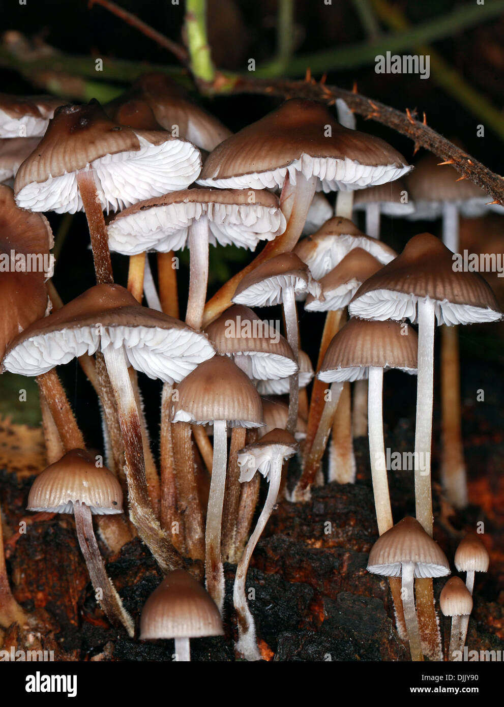 Clustered Bonnets, Mycena inclinata, Mycenaceae Stock Photo