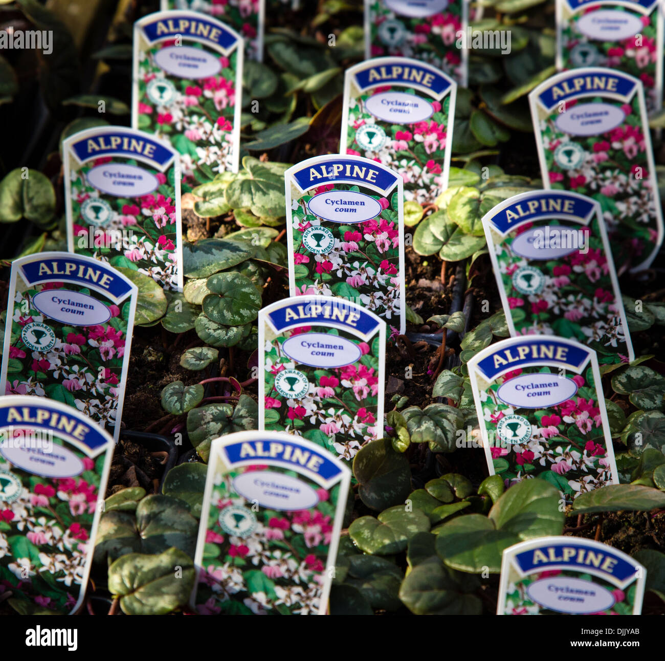 Alpine Cyclamen potted plants with plastic labels in a British garden centre Stock Photo