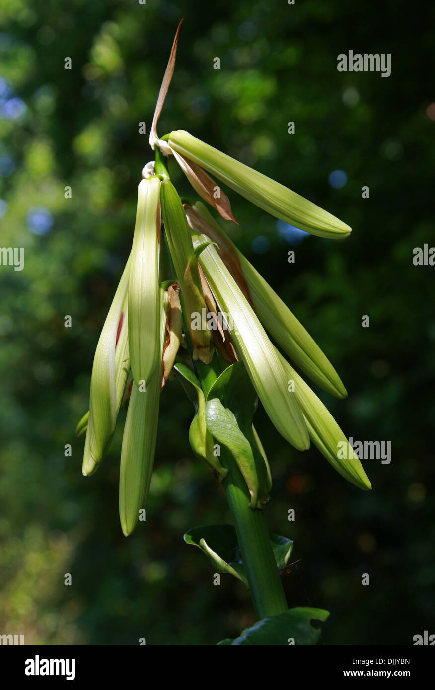 Giant Himalayan Lily, Cardiocrinum giganteum, Liliaceae. Forest Glades in the Himalayas, Japan and China. Stock Photo