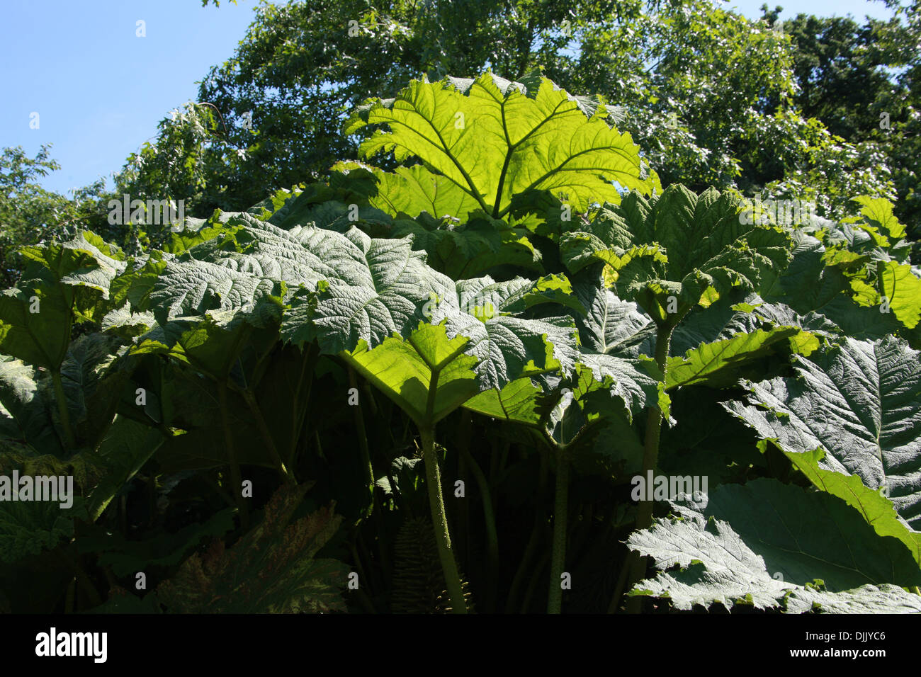 Giant Rhubarb, Gunnera manicata, Gunneraceae. Native to South America, from Colombia to Brazil. Stock Photo