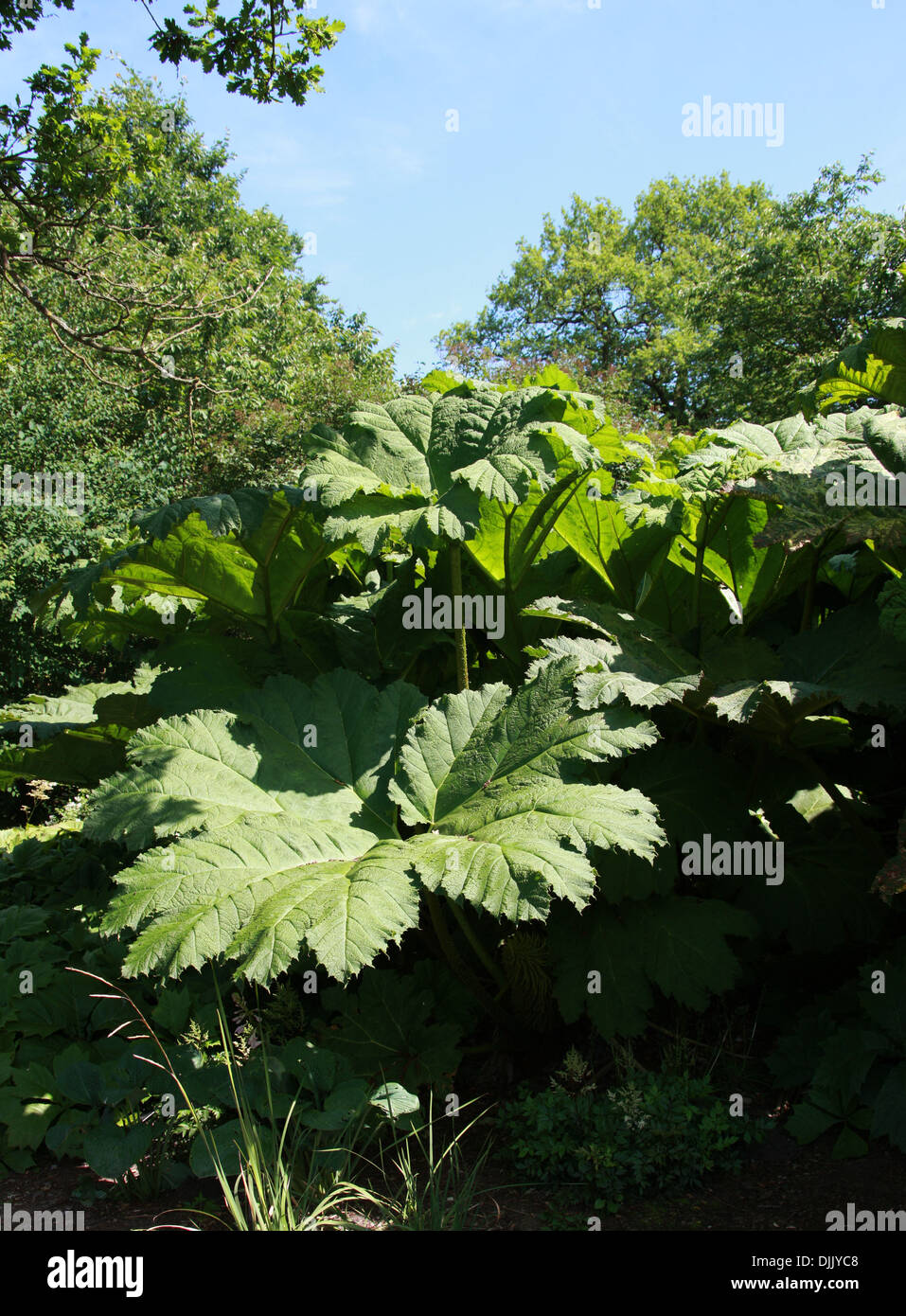 Giant Rhubarb, Gunnera manicata, Gunneraceae. Native to South America, from Colombia to Brazil. Stock Photo