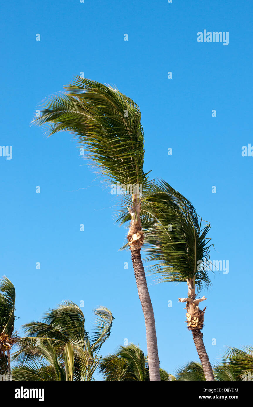 Palms. Rebublica Dominicana. Stock Photo