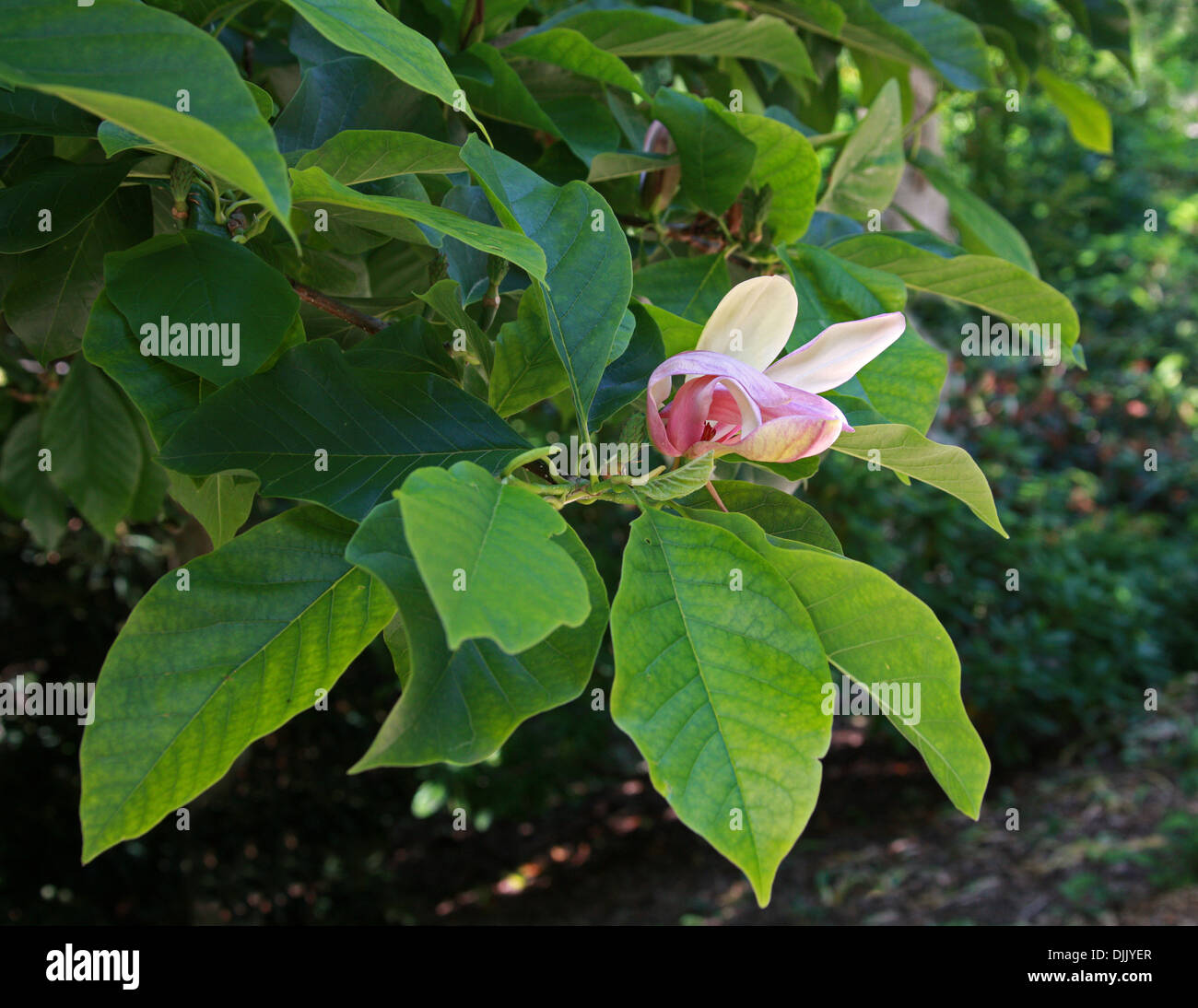 Magnolia x Brooklynensis "Woodman", Magnoliaceae. Stock Photo