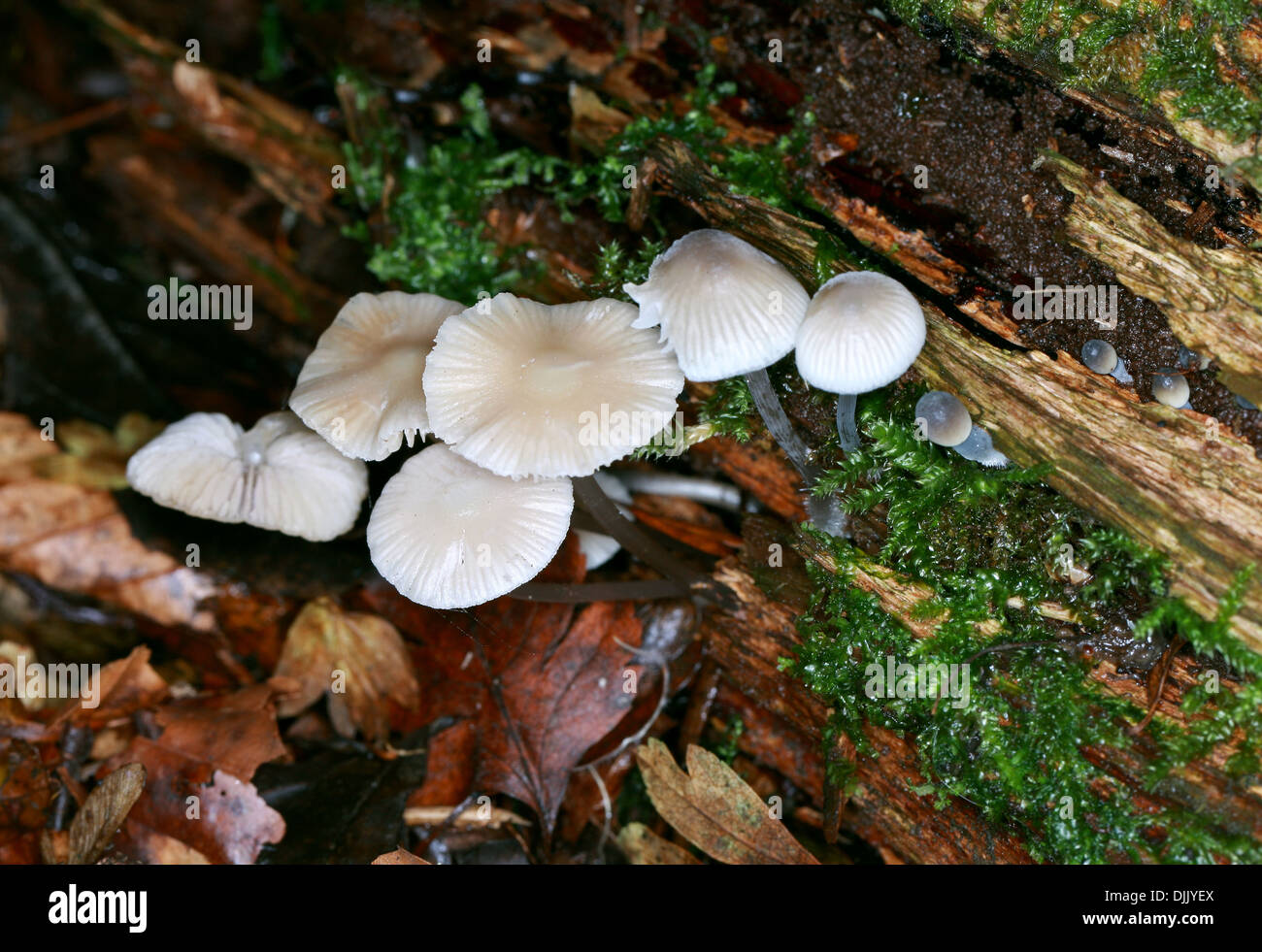 Milking Bonnet Fungus, Mycena galopus, Mycenaceae Stock Photo