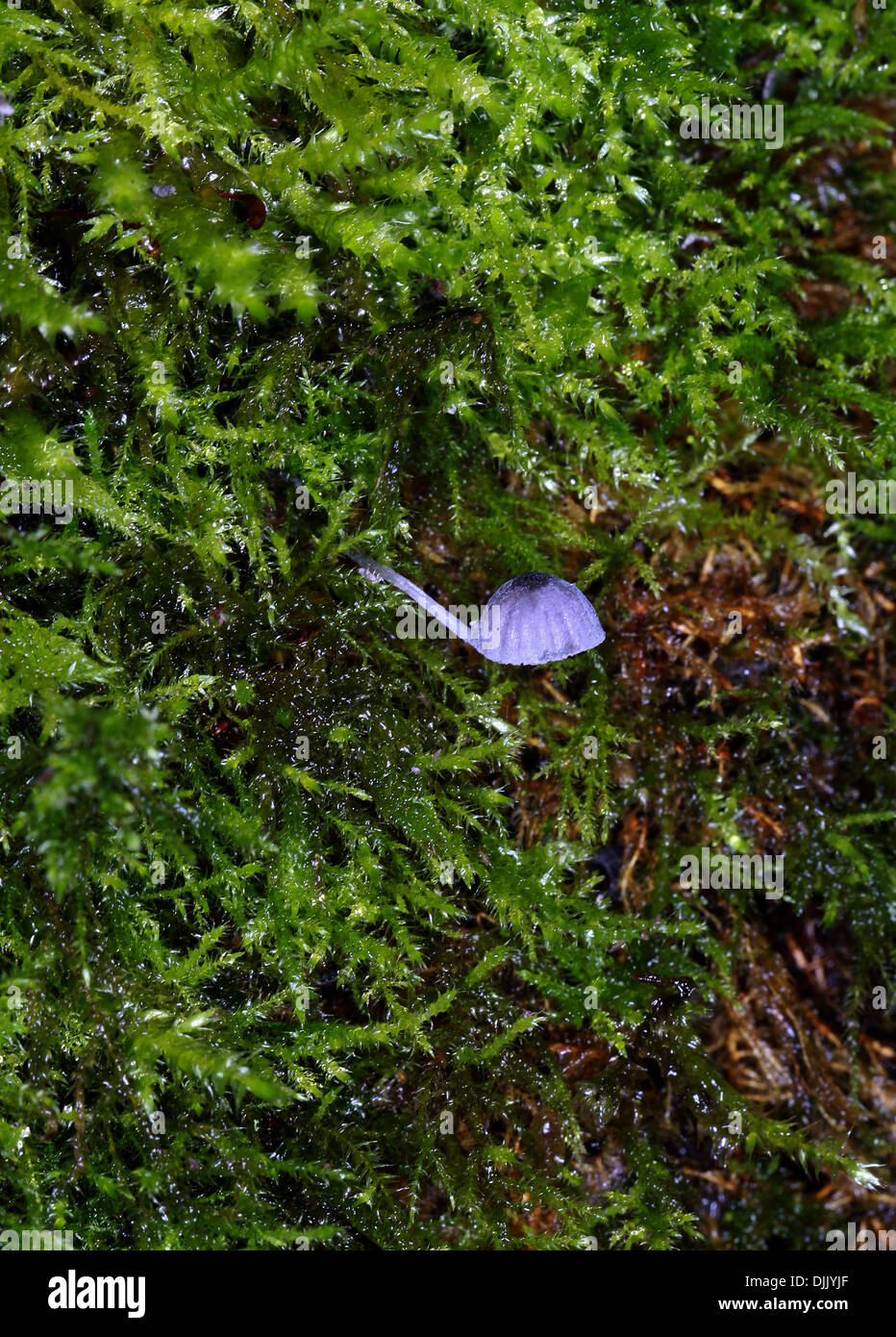 Mycena pseudocorticola, Mycenaceae. A very tiny blue bonnet mushroom growing on a moss covered tree. Stock Photo