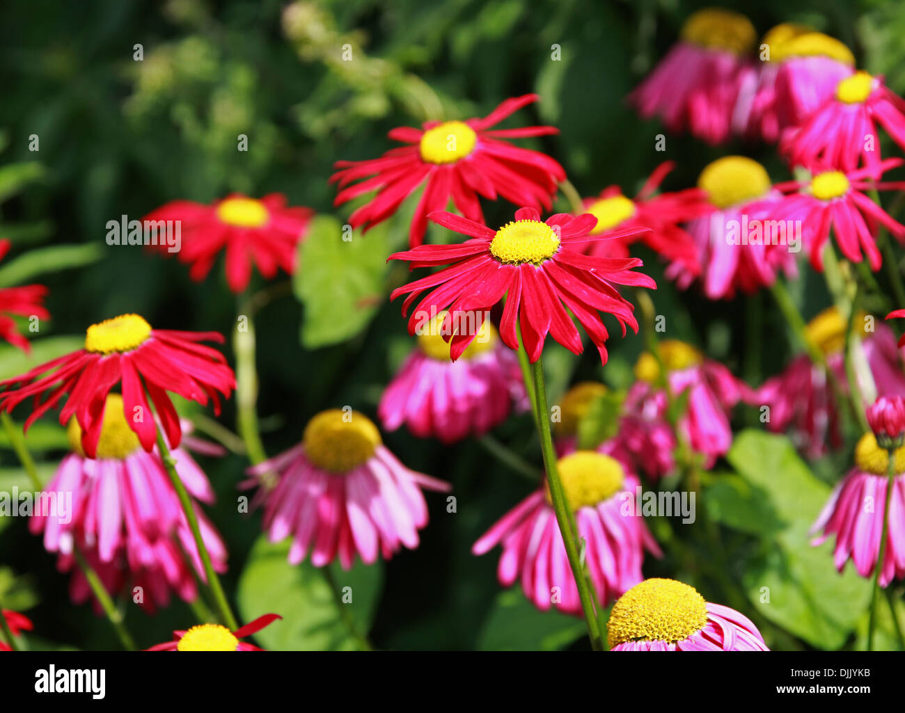 Persian Daisy, Painted Daisy, Pyrethrum roseum 'Dura', Asteraceae. Syn. Chrysanthemum coccineum, Tanacetum coccineum. Stock Photo