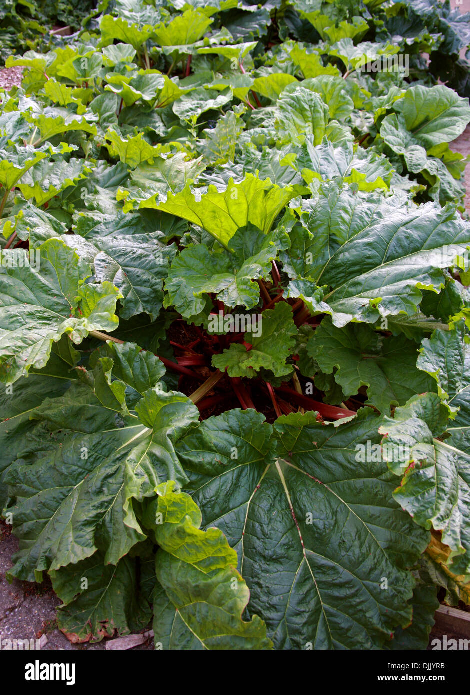 Rhubarb, Rheum rhabarbarum, Polygonaceae. Stock Photo