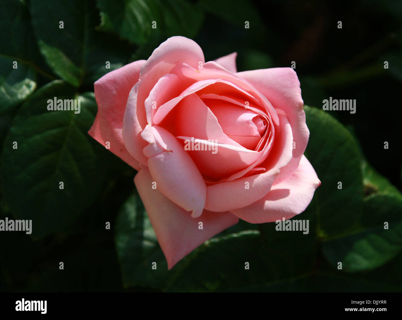 Rose, Rosa Aphrodite 'Tan00847', Rosaceae. Stock Photo