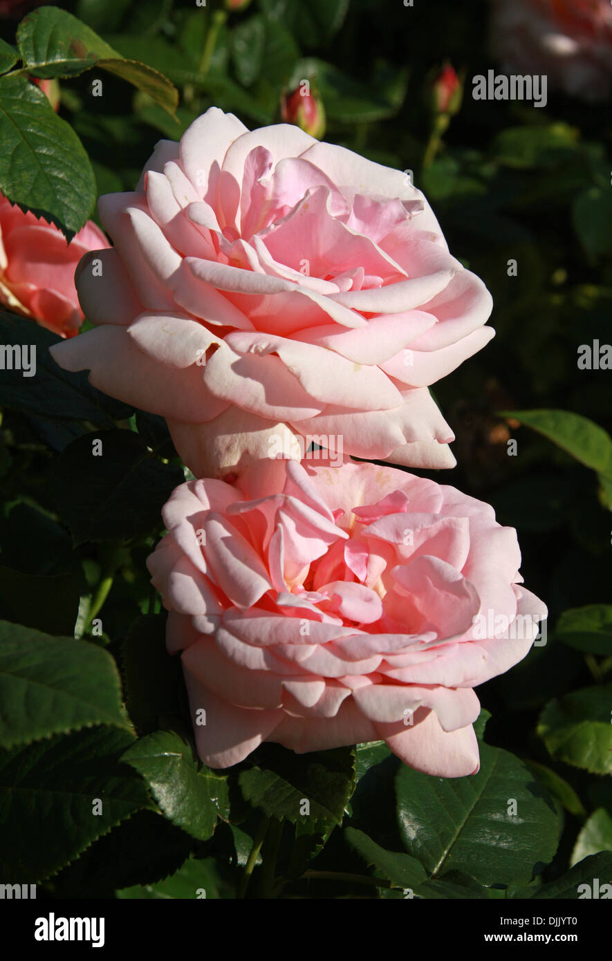 Rose, Rosa Aphrodite 'Tan00847', Rosaceae. Stock Photo