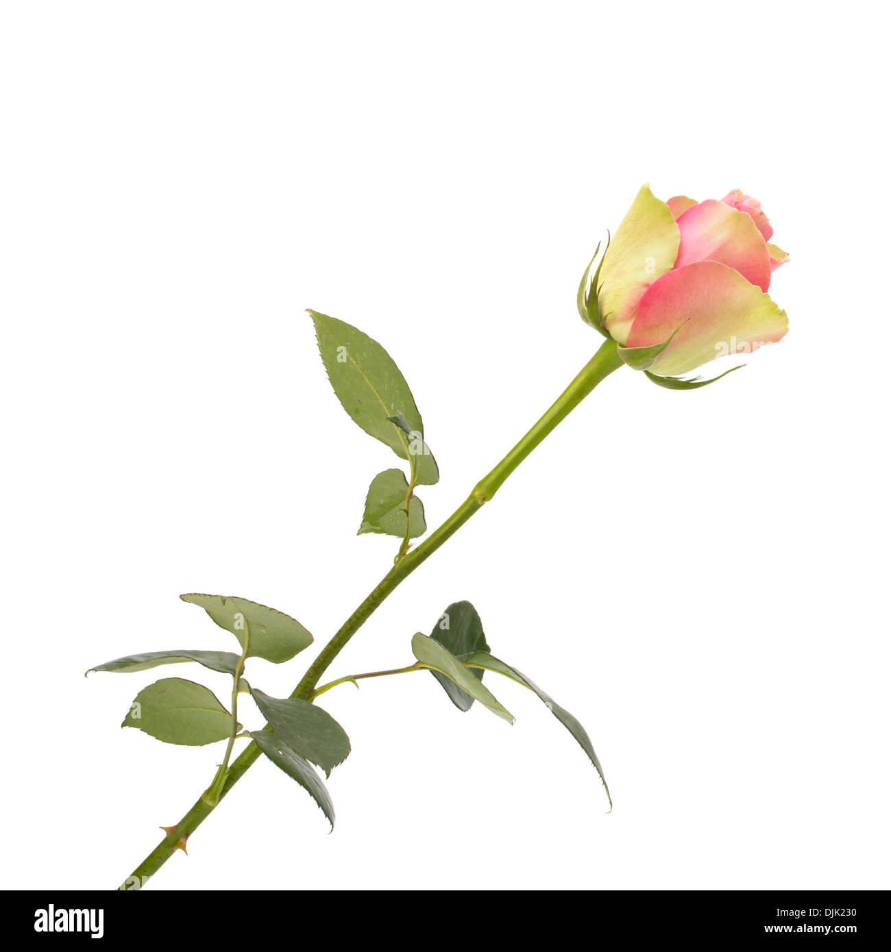 Beautiful rose isolated on white background Stock Photo - Alamy