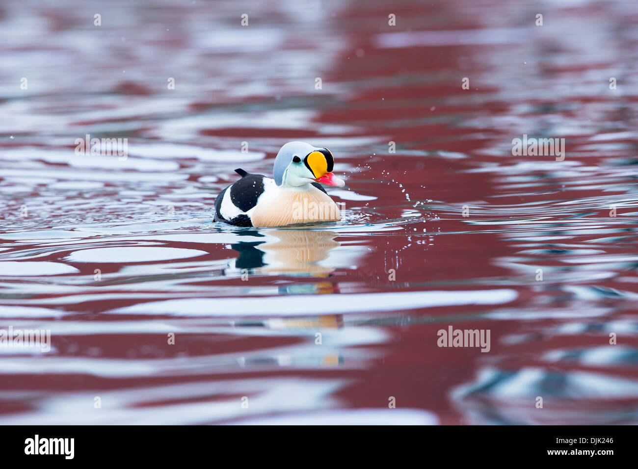 King Eider ducks foraging for food in Batsfjord harbor, Northern Sweden