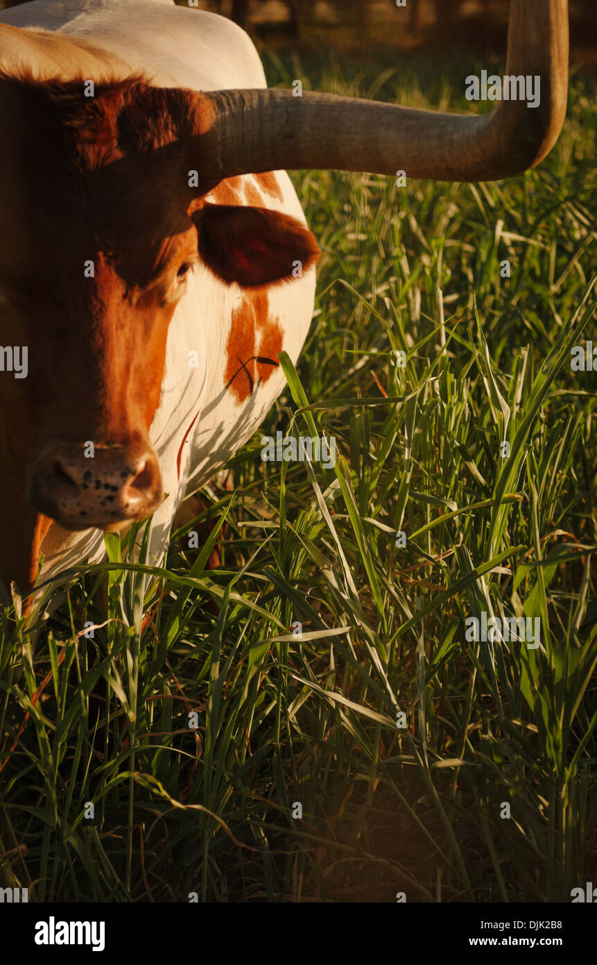 Texas longhorn cattle sunset hi-res stock photography and images - Alamy