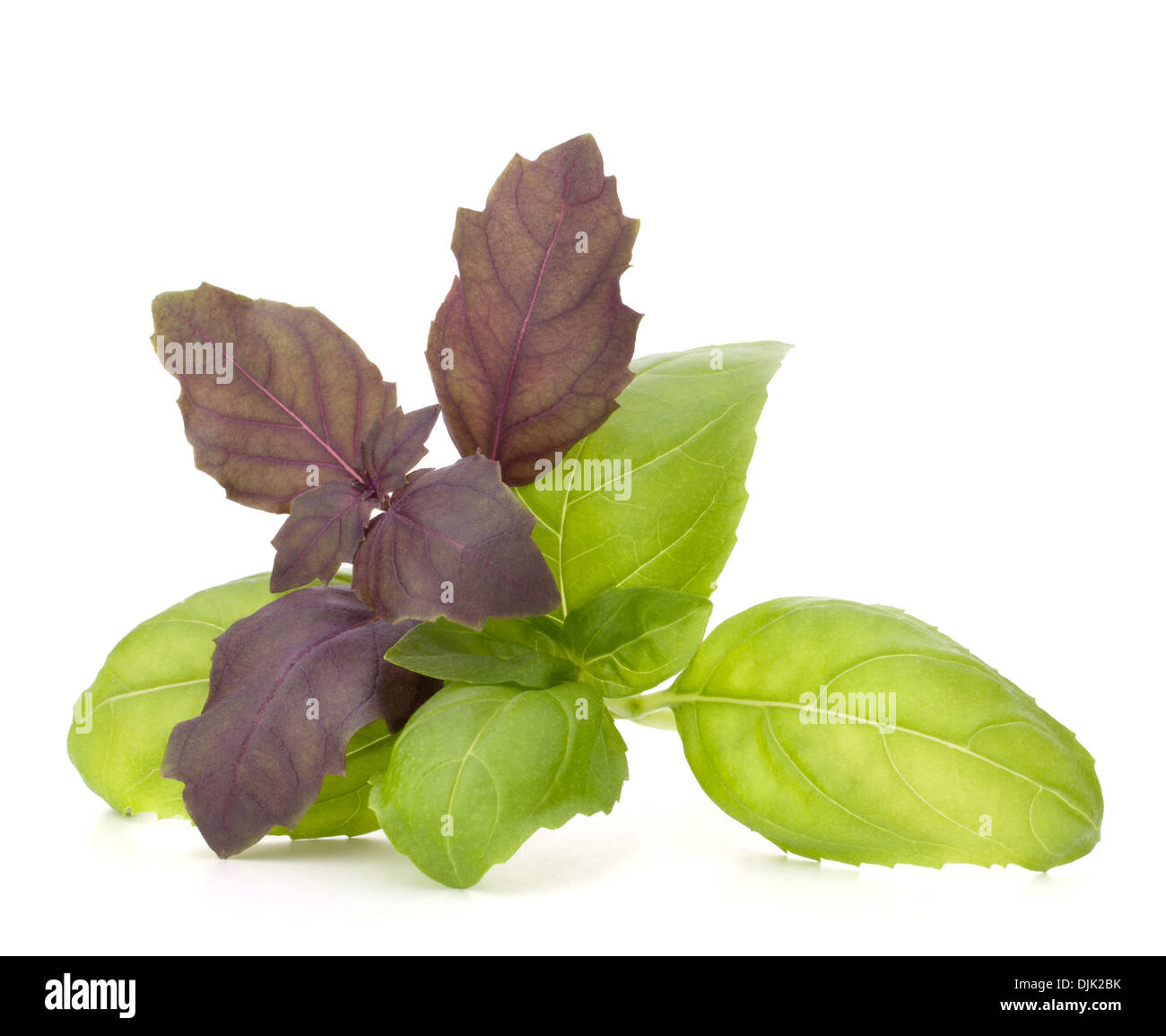 Sweet basil leaves isolated on white background Stock Photo Alamy