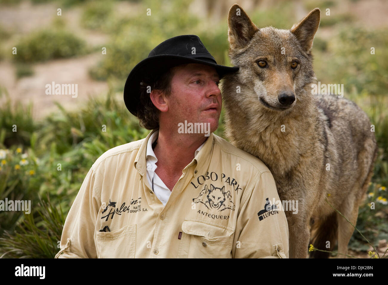 Daniel Weigend, playing and getting pampered by one of his acceptance with European wolves, specifically a female Stock Photo