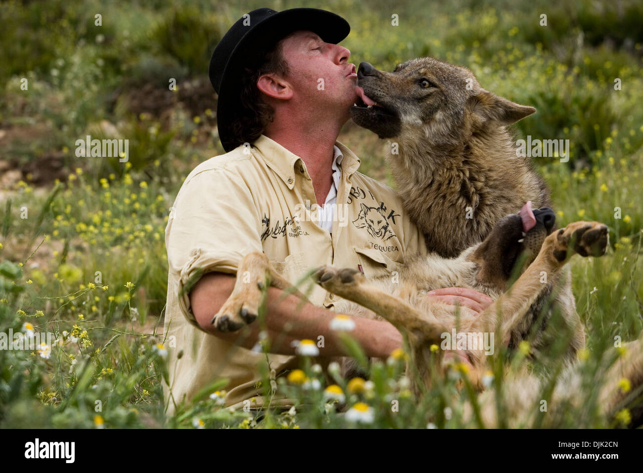 Daniel Weigend, playing and getting pampered by acceptance of its Iberian wolves, Wolf park, Antequera, Malaga, Andalusia, Spain Stock Photo