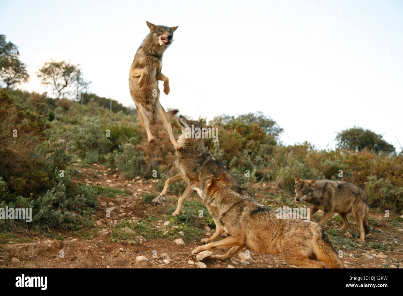Iberian wolf pack jumping. Wolf park, Antequera, Malaga, Andalusia, Spain Stock Photo