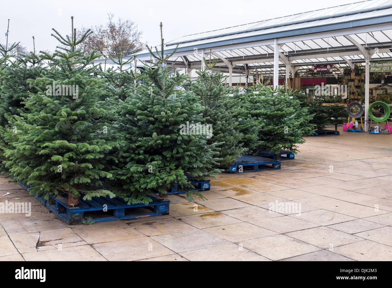Christmas trees ready for the Christmas rush at Squires Garden Centre