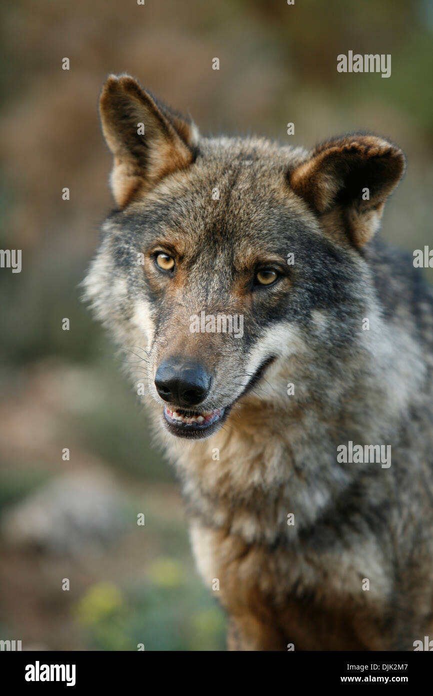 Expression of curiosity and attention of an Iberian wolf. Wolf park,  Antequera, Malaga, Andalusia, Spain Stock Photo - Alamy