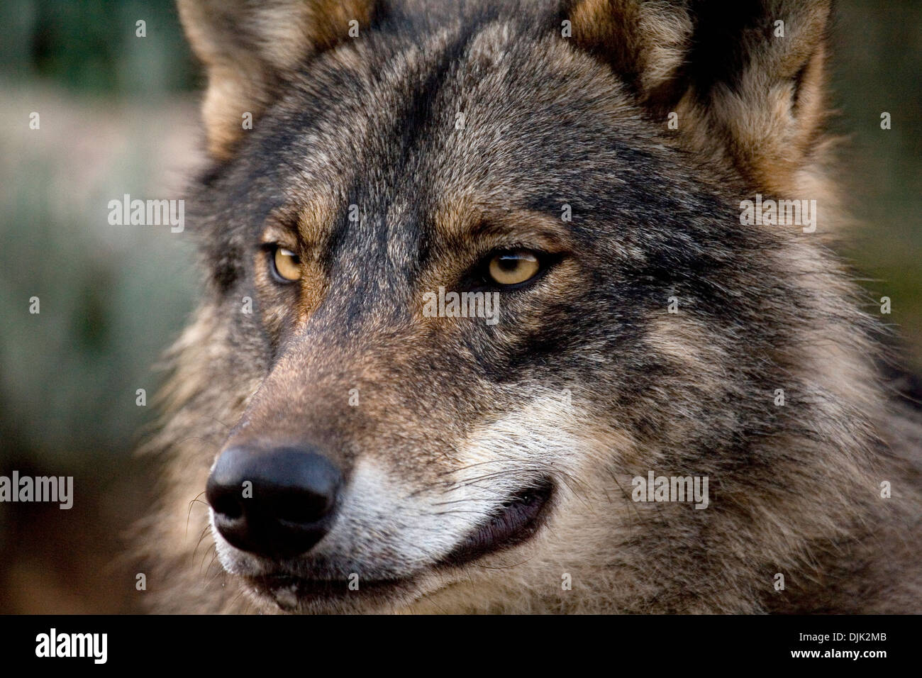 Iberian Wolf