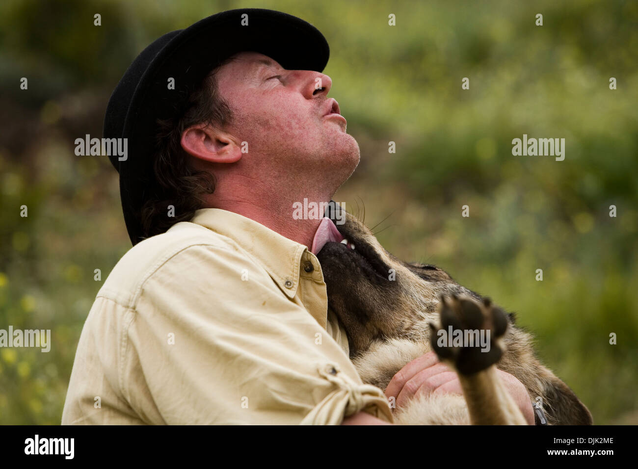 Daniel Weigend, playing and getting pampered by acceptance of its Iberian wolves. Wolf park, Antequera, Malaga, Andalusia, Spain Stock Photo