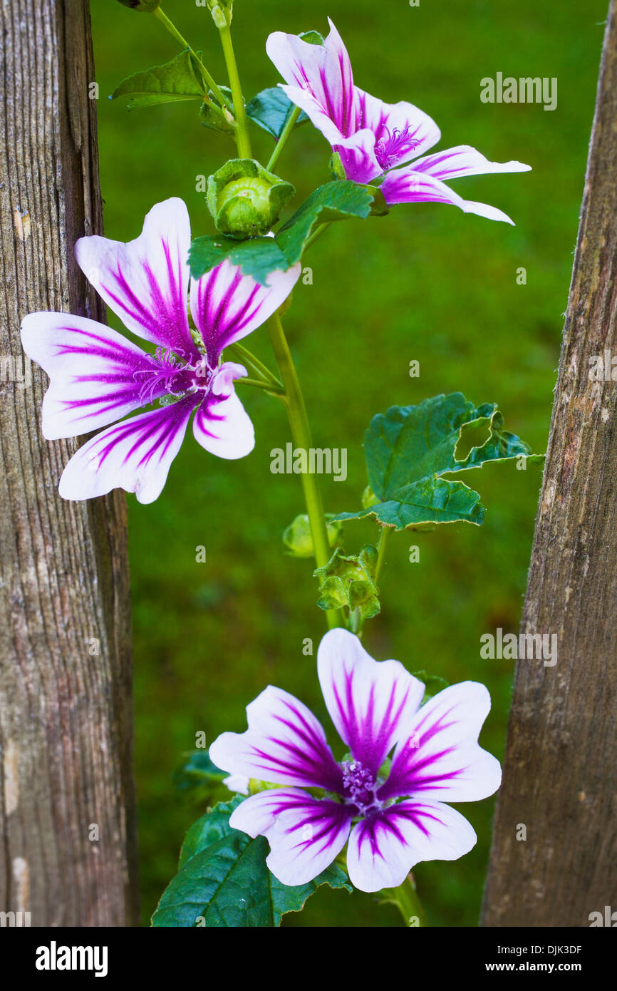 One white and purple flower hi-res stock photography and images - Alamy