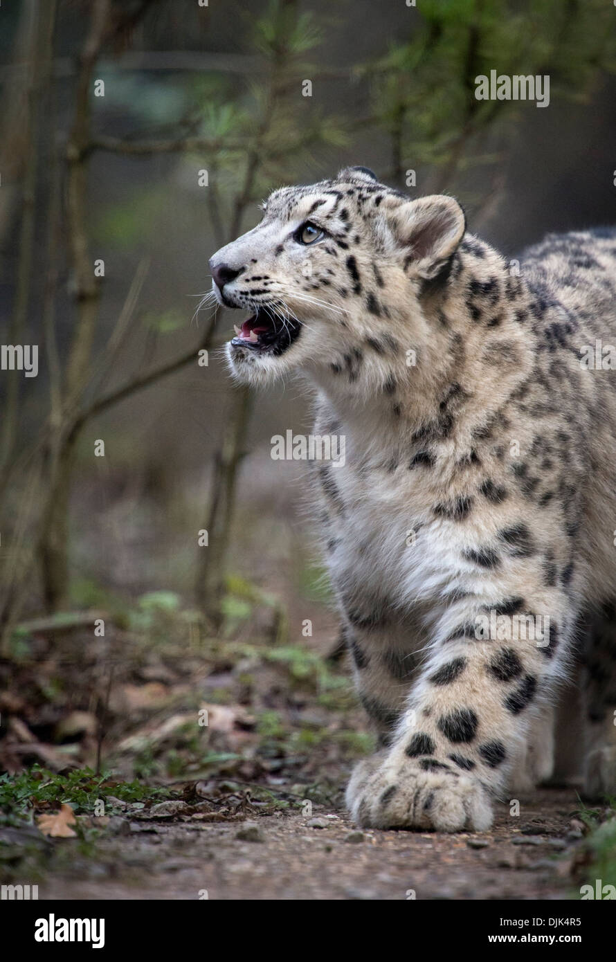 Male snow leopard cub looking up Stock Photo