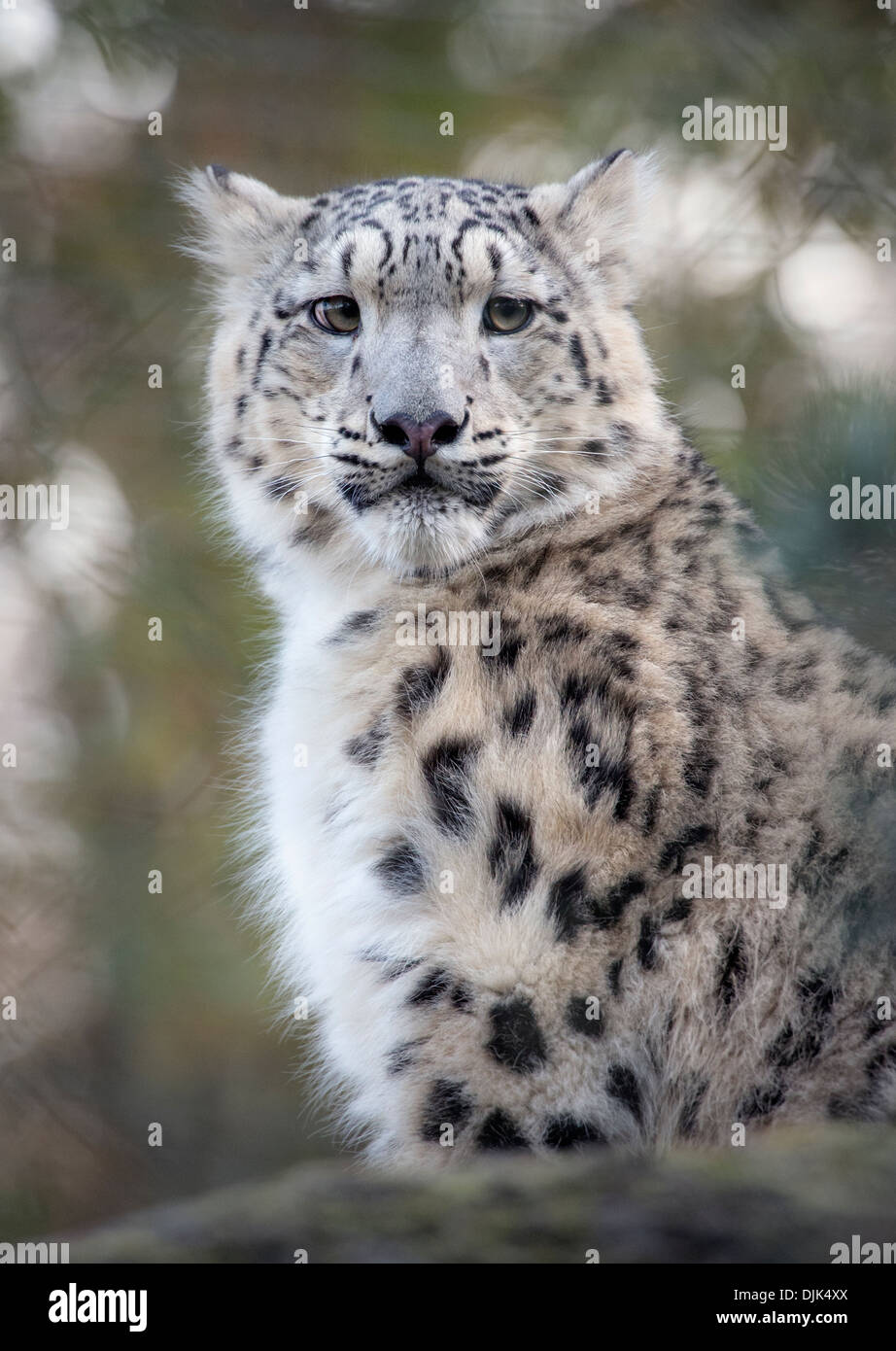 Male snow leopard cub looking towards camera Stock Photo