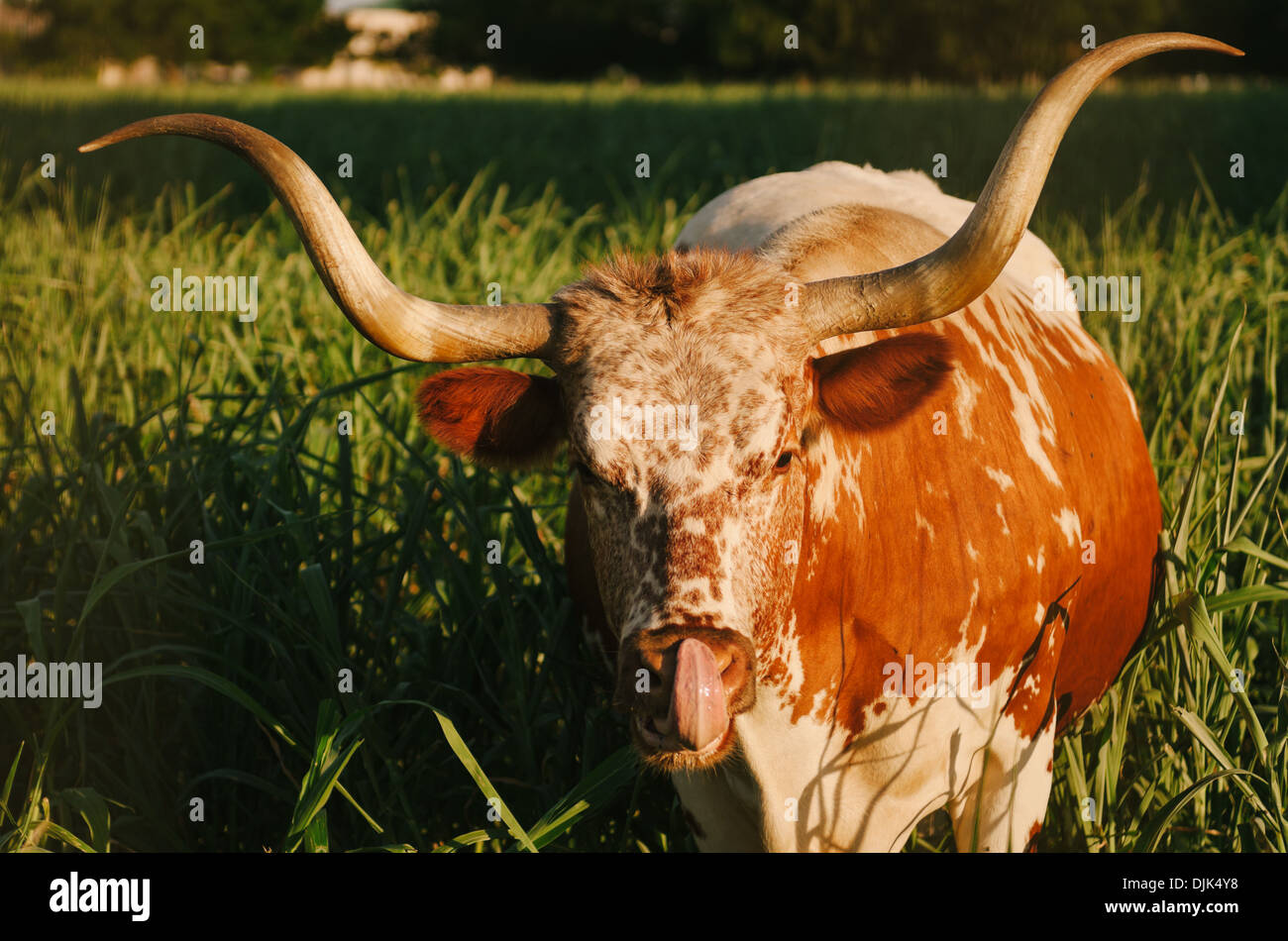 Texas longhorn sticking out the tongue in the middle of a grassy field. Stock Photo