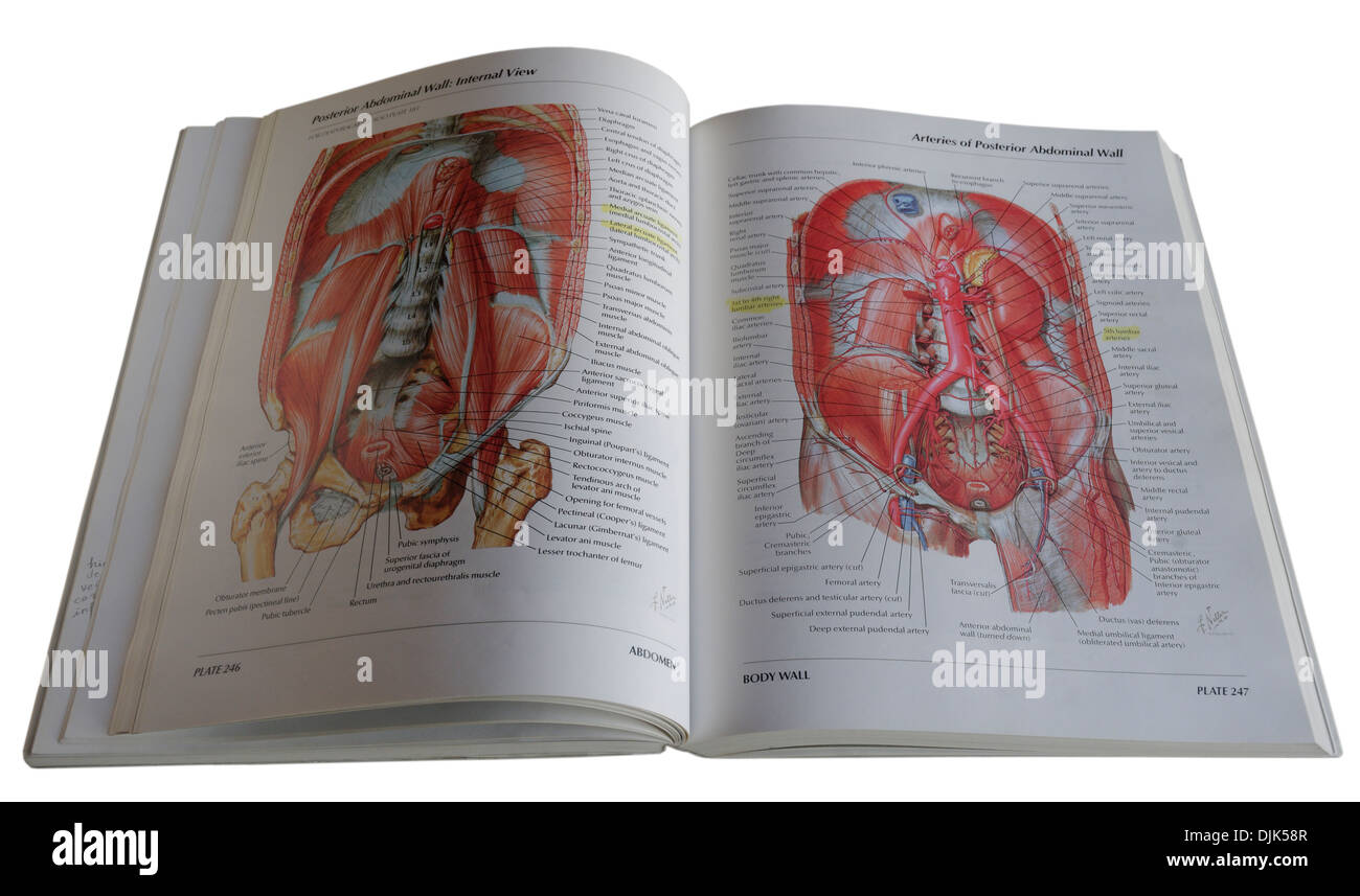 An anatomical diagram medical textbook Stock Photo