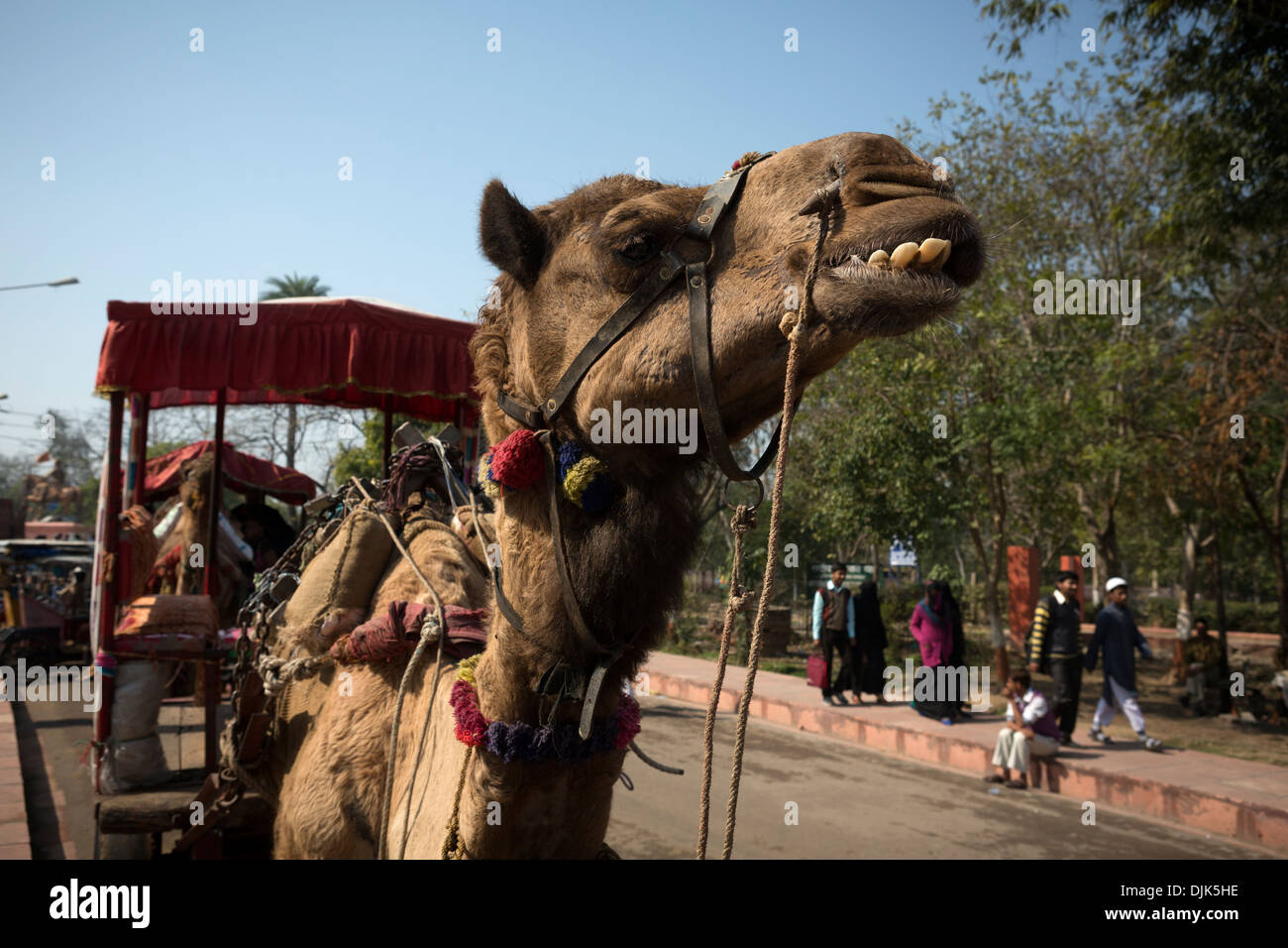 Vehicle pulled by an animal hi-res stock photography and images - Alamy