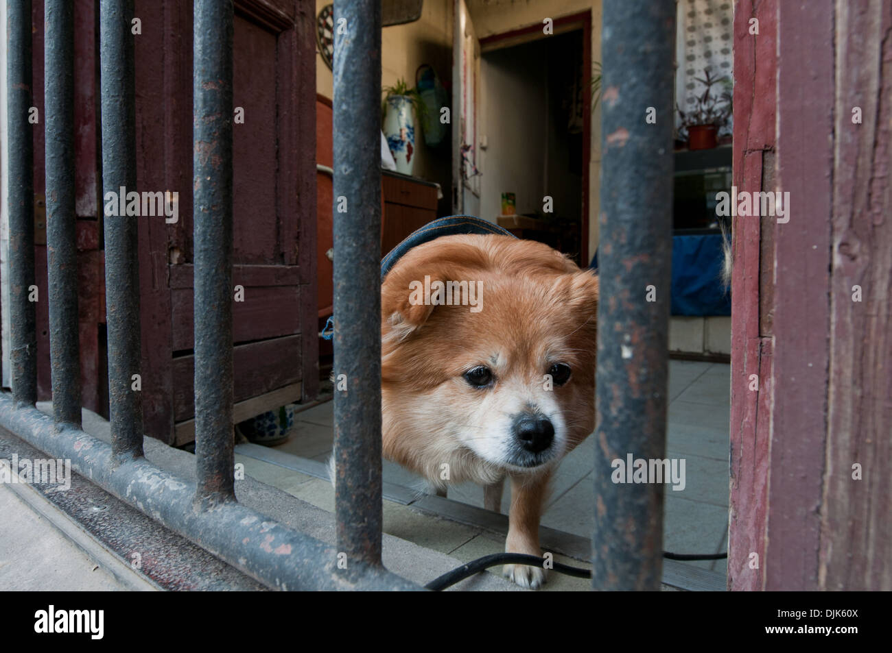 small dog on courtyard at Jiangyin Road in Shanghai, China Stock Photo