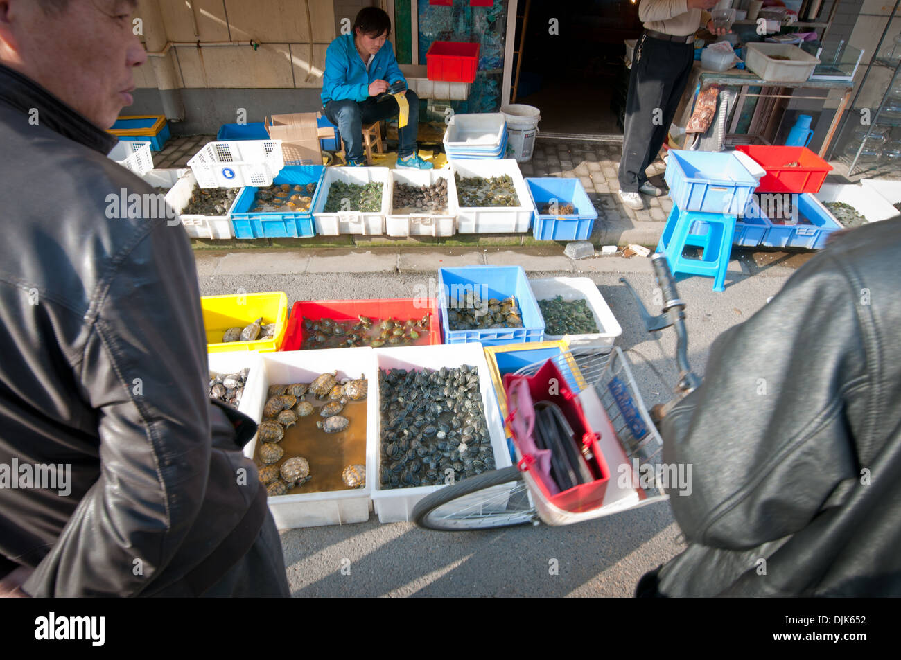 Plastic bowls with living turtles in front of pet shop at Jiangyin Road in Shanghai, China Stock Photo