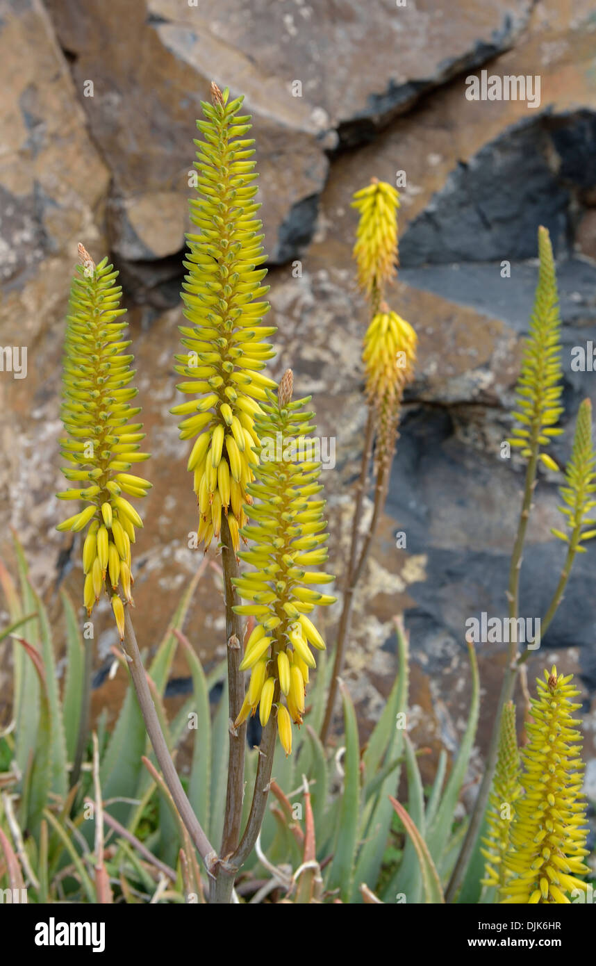 Aloe flowers San Sebastian La Gomera Canary Islands Spain Stock Photo