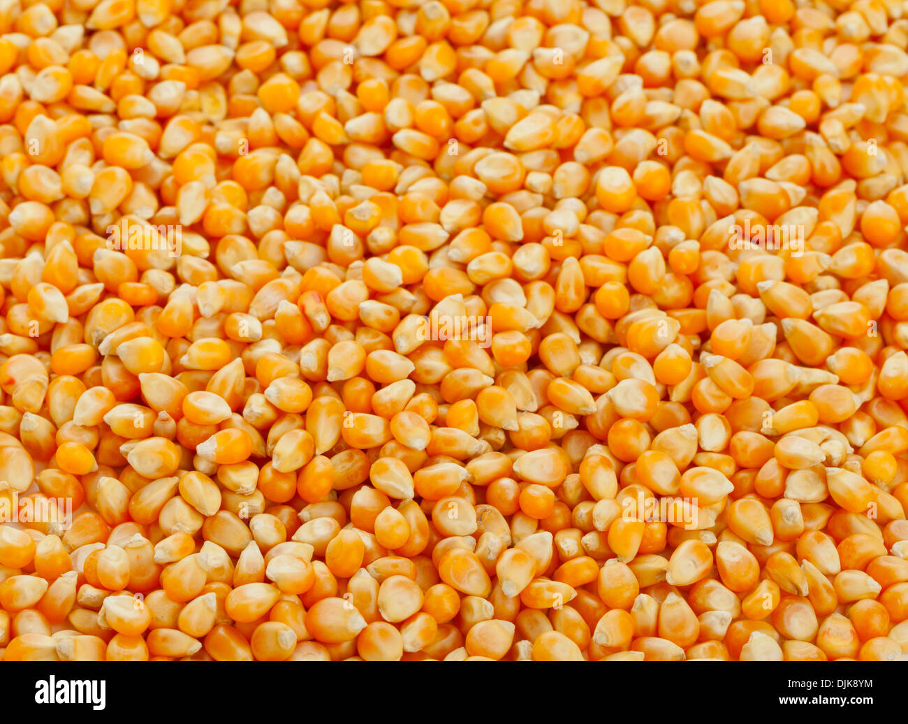 Dried corn kernels frame filling with fronttoback focus Stock Photo