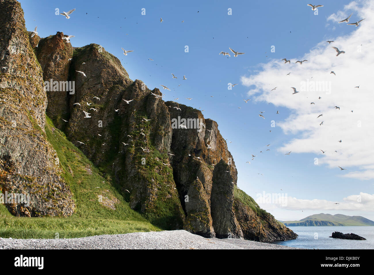 Glaucous-Winged Gulls, Sankin Island, Ikatan Bay, Aleutian Islands, Southwest Alaska, Summer. Stock Photo