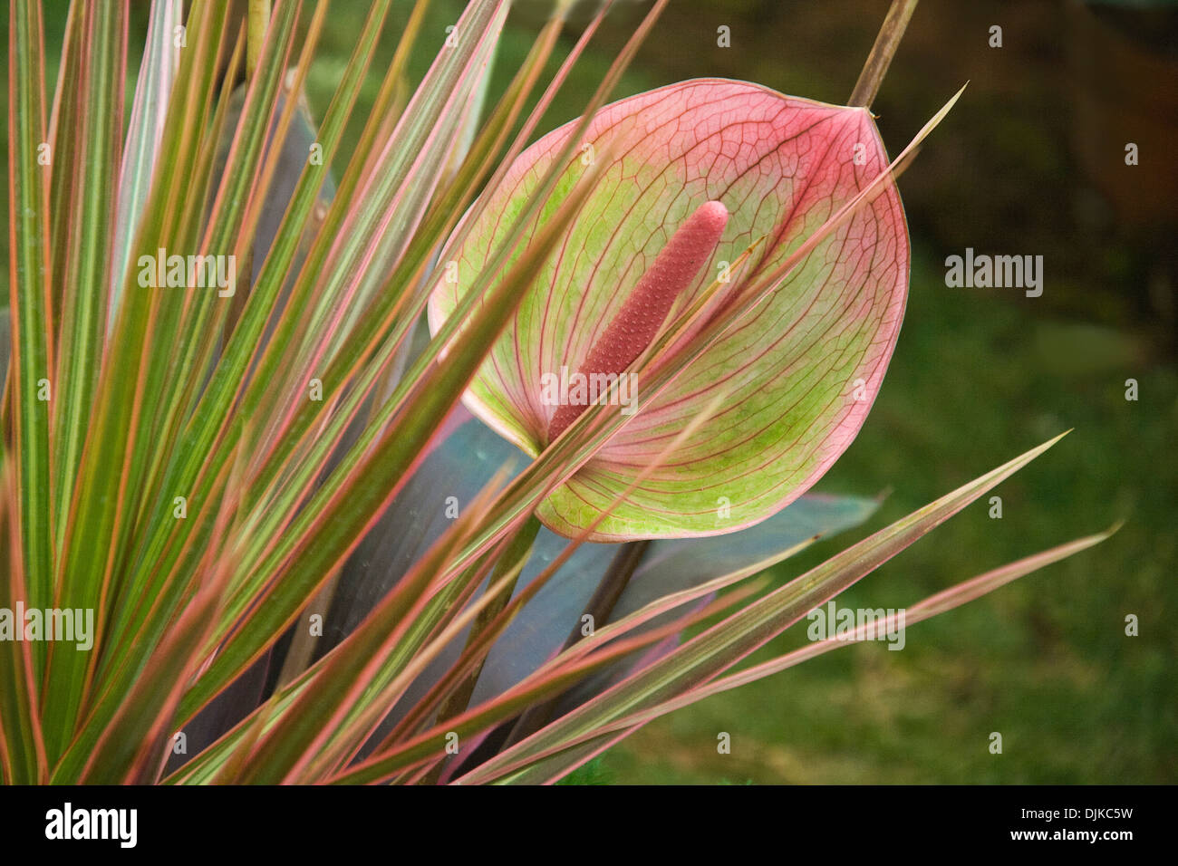Green Hood With Pinkish Hue On Rim And Green Needle like Leaves Having 