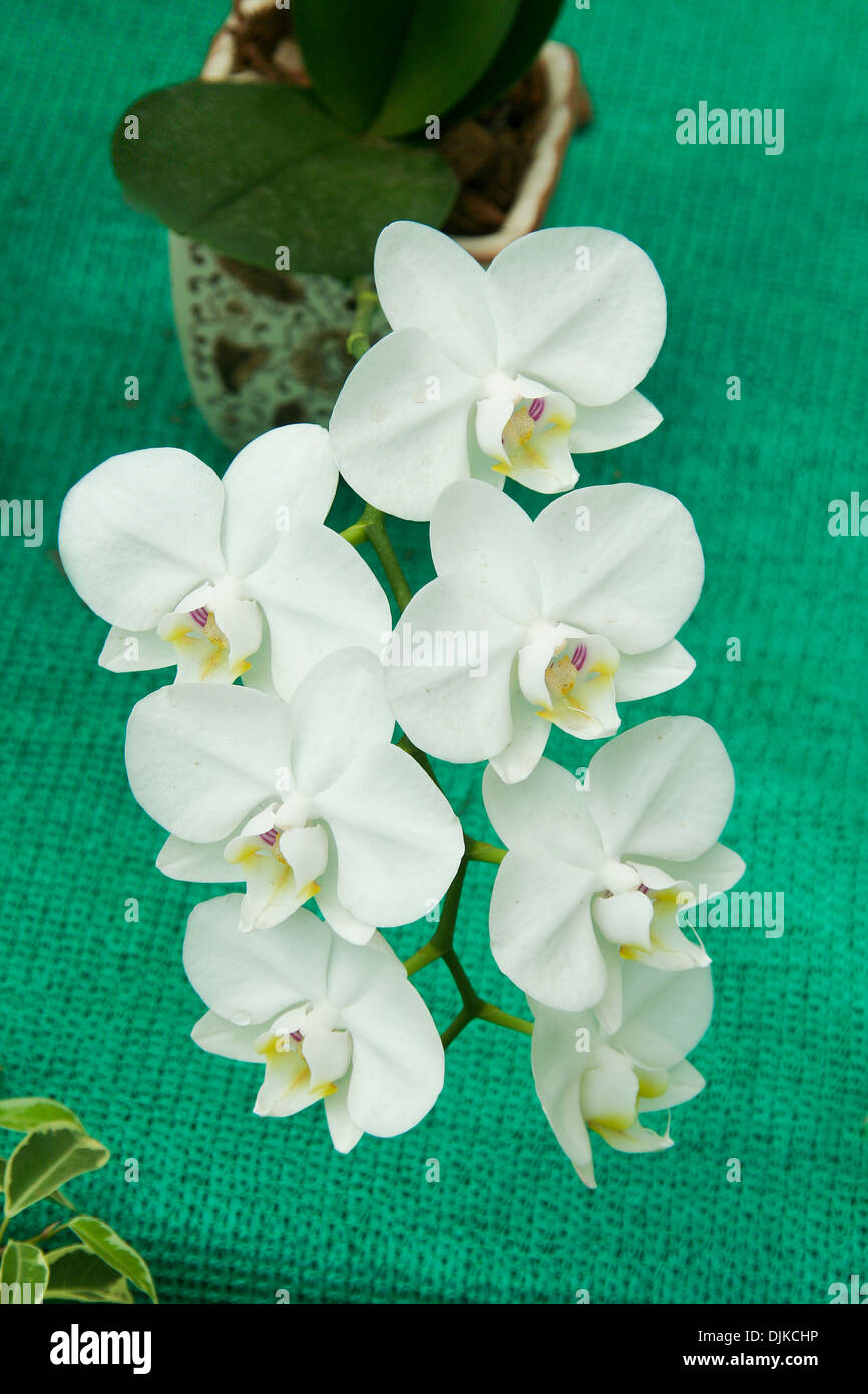 Hanging bunch of white orchid flowers with green mat in background Stock Photo